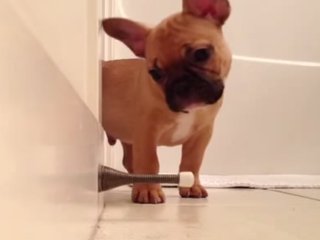 FRENCHIE + DOOR STOPPER