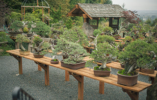 The Unobtainable Future :: The Dedication of Bonsai Mirai