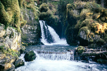 Alaskan Summers :: Virgin Creek Falls Doe