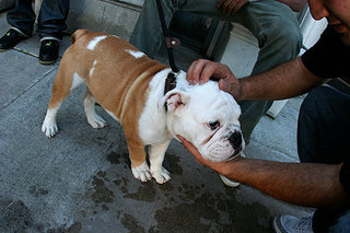 6 REASONS TO GET AN ENGLISH BULLDOG.