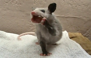 BABY OPOSSUM EATING A GRAPE