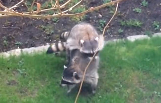 RACOON HEIMLICH MANEUVER