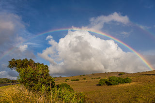 THE BIG ISLAND.