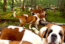 JUST 42 SAINT BERNARDS...NBD