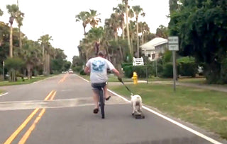 JUST A DOG CRUISIN' ON A SKATEBOARD