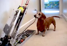 DOGS + ENGINEERS = AMAZING