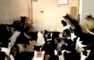 CAT MOSH PIT